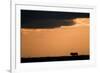 Massai Lion (Panthera leo nubica) adult male, silhouetted against sky at sunset, Masai Mara, Kenya-Elliott Neep-Framed Photographic Print