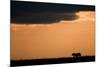 Massai Lion (Panthera leo nubica) adult male, silhouetted against sky at sunset, Masai Mara, Kenya-Elliott Neep-Mounted Photographic Print