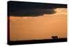 Massai Lion (Panthera leo nubica) adult male, silhouetted against sky at sunset, Masai Mara, Kenya-Elliott Neep-Stretched Canvas