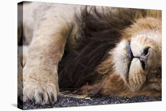 Massai Lion (Panthera leo nubica) adult male, sleeping, close-up of muzzle, mane and paw-Elliott Neep-Stretched Canvas