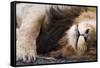 Massai Lion (Panthera leo nubica) adult male, sleeping, close-up of muzzle, mane and paw-Elliott Neep-Framed Stretched Canvas