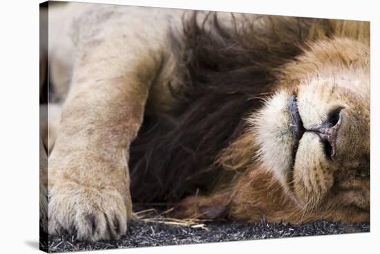 Massai Lion (Panthera leo nubica) adult male, sleeping, close-up of muzzle, mane and paw-Elliott Neep-Stretched Canvas