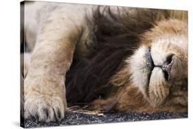 Massai Lion (Panthera leo nubica) adult male, sleeping, close-up of muzzle, mane and paw-Elliott Neep-Stretched Canvas