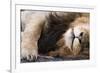 Massai Lion (Panthera leo nubica) adult male, sleeping, close-up of muzzle, mane and paw-Elliott Neep-Framed Photographic Print