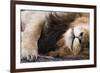 Massai Lion (Panthera leo nubica) adult male, sleeping, close-up of muzzle, mane and paw-Elliott Neep-Framed Photographic Print