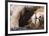 Massai Lion (Panthera leo nubica) adult male, sleeping, close-up of muzzle, mane and paw-Elliott Neep-Framed Photographic Print