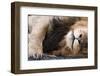 Massai Lion (Panthera leo nubica) adult male, sleeping, close-up of muzzle, mane and paw-Elliott Neep-Framed Photographic Print