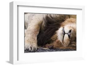 Massai Lion (Panthera leo nubica) adult male, sleeping, close-up of muzzle, mane and paw-Elliott Neep-Framed Photographic Print