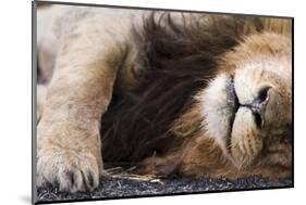 Massai Lion (Panthera leo nubica) adult male, sleeping, close-up of muzzle, mane and paw-Elliott Neep-Mounted Photographic Print