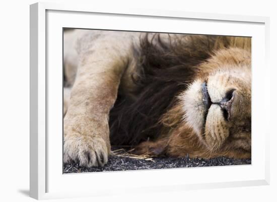 Massai Lion (Panthera leo nubica) adult male, sleeping, close-up of muzzle, mane and paw-Elliott Neep-Framed Photographic Print