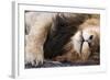 Massai Lion (Panthera leo nubica) adult male, sleeping, close-up of muzzle, mane and paw-Elliott Neep-Framed Photographic Print