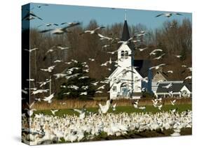 Masses of Snow Geese in Agricultural Fields of Skagit Valley, Washington, USA-Trish Drury-Stretched Canvas