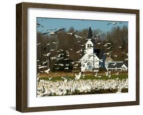 Masses of Snow Geese in Agricultural Fields of Skagit Valley, Washington, USA-Trish Drury-Framed Photographic Print