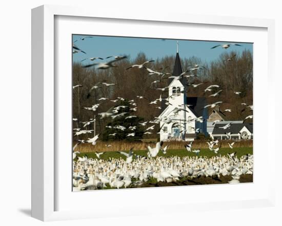 Masses of Snow Geese in Agricultural Fields of Skagit Valley, Washington, USA-Trish Drury-Framed Photographic Print