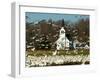 Masses of Snow Geese in Agricultural Fields of Skagit Valley, Washington, USA-Trish Drury-Framed Photographic Print