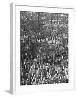 Masses of Tombstones in Cemetery in Queens-Andreas Feininger-Framed Photographic Print