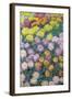 Massif De Chrysanthemes, 1897-Claude Monet-Framed Giclee Print