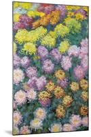 Massif De Chrysanthemes, 1897-Claude Monet-Mounted Giclee Print