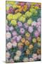 Massif De Chrysanthemes, 1897-Claude Monet-Mounted Giclee Print