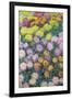 Massif De Chrysanthemes, 1897-Claude Monet-Framed Giclee Print