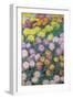 Massif De Chrysanthemes, 1897-Claude Monet-Framed Giclee Print