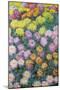 Massif De Chrysanthemes, 1897-Claude Monet-Mounted Premium Giclee Print