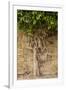 Gramercy White