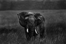 Alone under the rain-Massimo Mei-Photographic Print