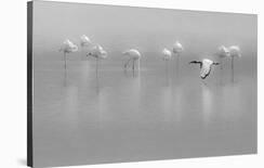 Alone under the rain-Massimo Mei-Photographic Print