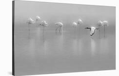 Alone under the rain-Massimo Mei-Photographic Print