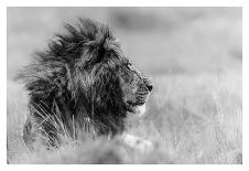 The King Is Alone-Massimo Mei-Laminated Photographic Print