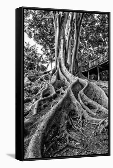 Massive Rubber Tree Roots at Balboa Park in San Diego, Ca-Andrew Shoemaker-Framed Stretched Canvas