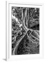 Massive Rubber Tree Roots at Balboa Park in San Diego, Ca-Andrew Shoemaker-Framed Photographic Print