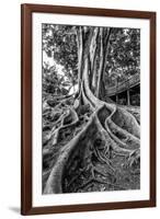 Massive Rubber Tree Roots at Balboa Park in San Diego, Ca-Andrew Shoemaker-Framed Photographic Print