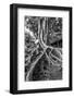 Massive Rubber Tree Roots at Balboa Park in San Diego, Ca-Andrew Shoemaker-Framed Photographic Print