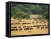 Massive Wildebeest herd during migration, Serengeti National Park, Tanzania-Adam Jones-Framed Stretched Canvas