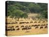 Massive Wildebeest herd during migration, Serengeti National Park, Tanzania-Adam Jones-Stretched Canvas