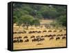 Massive Wildebeest herd during migration, Serengeti National Park, Tanzania-Adam Jones-Framed Stretched Canvas