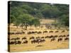 Massive Wildebeest herd during migration, Serengeti National Park, Tanzania-Adam Jones-Stretched Canvas