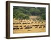 Massive Wildebeest herd during migration, Serengeti National Park, Tanzania-Adam Jones-Framed Photographic Print