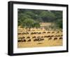 Massive Wildebeest herd during migration, Serengeti National Park, Tanzania-Adam Jones-Framed Photographic Print