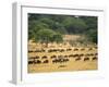 Massive Wildebeest herd during migration, Serengeti National Park, Tanzania-Adam Jones-Framed Photographic Print