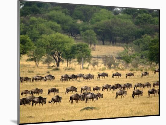 Massive Wildebeest herd during migration, Serengeti National Park, Tanzania-Adam Jones-Mounted Photographic Print