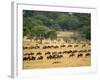 Massive Wildebeest herd during migration, Serengeti National Park, Tanzania-Adam Jones-Framed Photographic Print