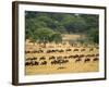 Massive Wildebeest herd during migration, Serengeti National Park, Tanzania-Adam Jones-Framed Photographic Print