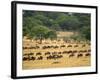 Massive Wildebeest herd during migration, Serengeti National Park, Tanzania-Adam Jones-Framed Photographic Print