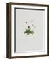 Massliebchen-Moritz Michael Daffinger-Framed Collectable Print