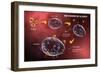 Mast Cell Releasing Histamine Due to Allergic Reaction-Stocktrek Images-Framed Art Print