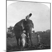 Master Ekbal Feeding an Elephant, India, 1900s-null-Mounted Giclee Print