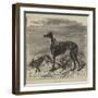 Master M'Grath-Harrison William Weir-Framed Giclee Print